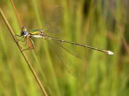 Image of Small Emerald Spreadwing