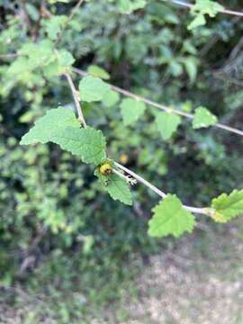 صورة Croton betulinus Vahl