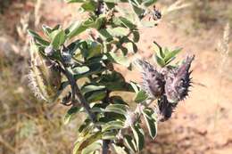 Image of Mountain milkbush