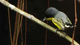 Todirostrum cinereum (Linnaeus 1766) resmi