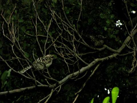 Image of Stripe-backed Wren