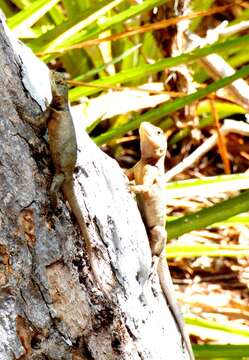 Tropidurus hispidus (Spix 1825) resmi