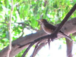 Image of Spectacled Thrush