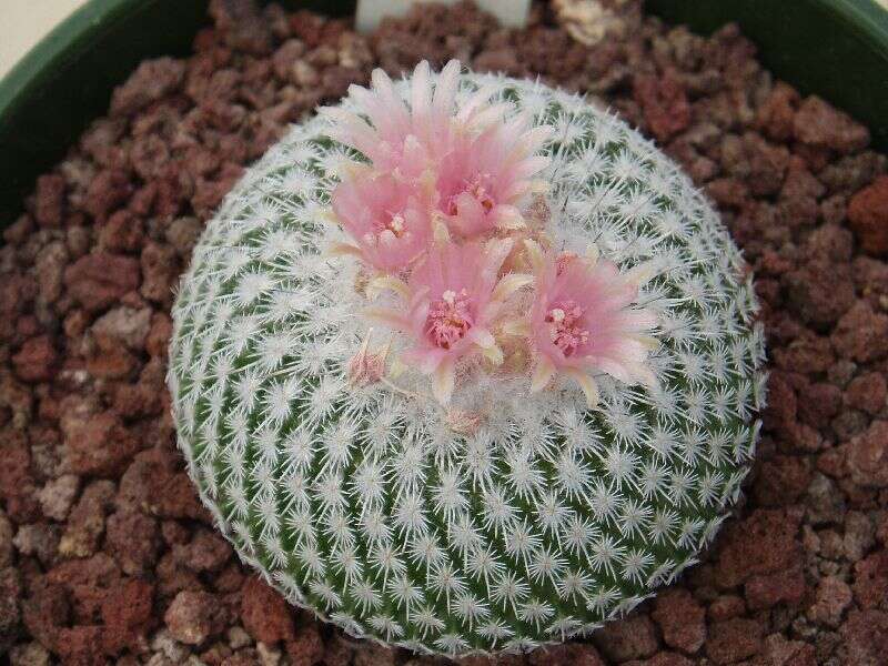Image of Button cactus