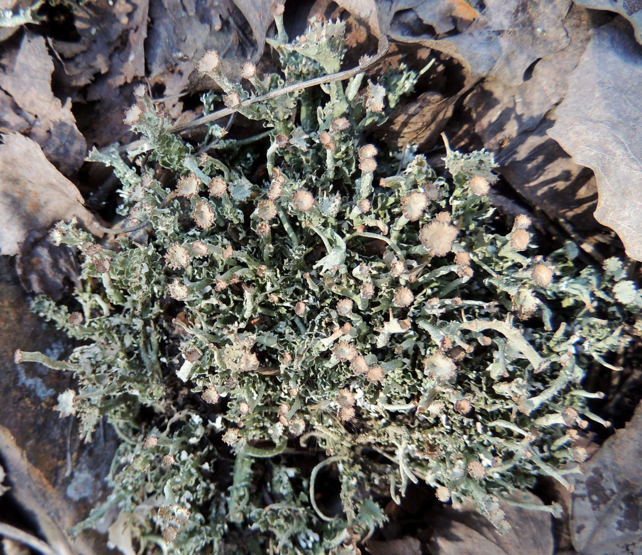 Plancia ëd Cladonia gracilis (L.) Willd.