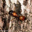 Image of Opisthopsis pictus Emery 1895