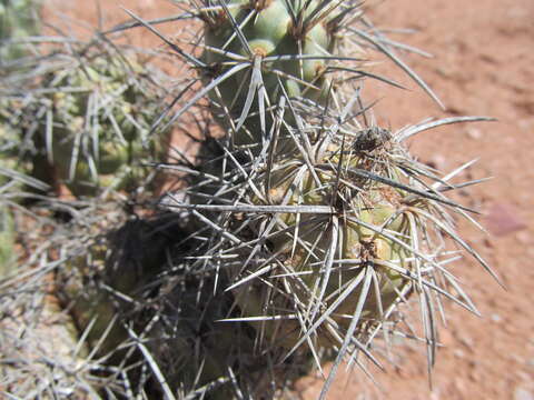 Image of Tephrocactus alexanderi (Britton & Rose) Backeb.