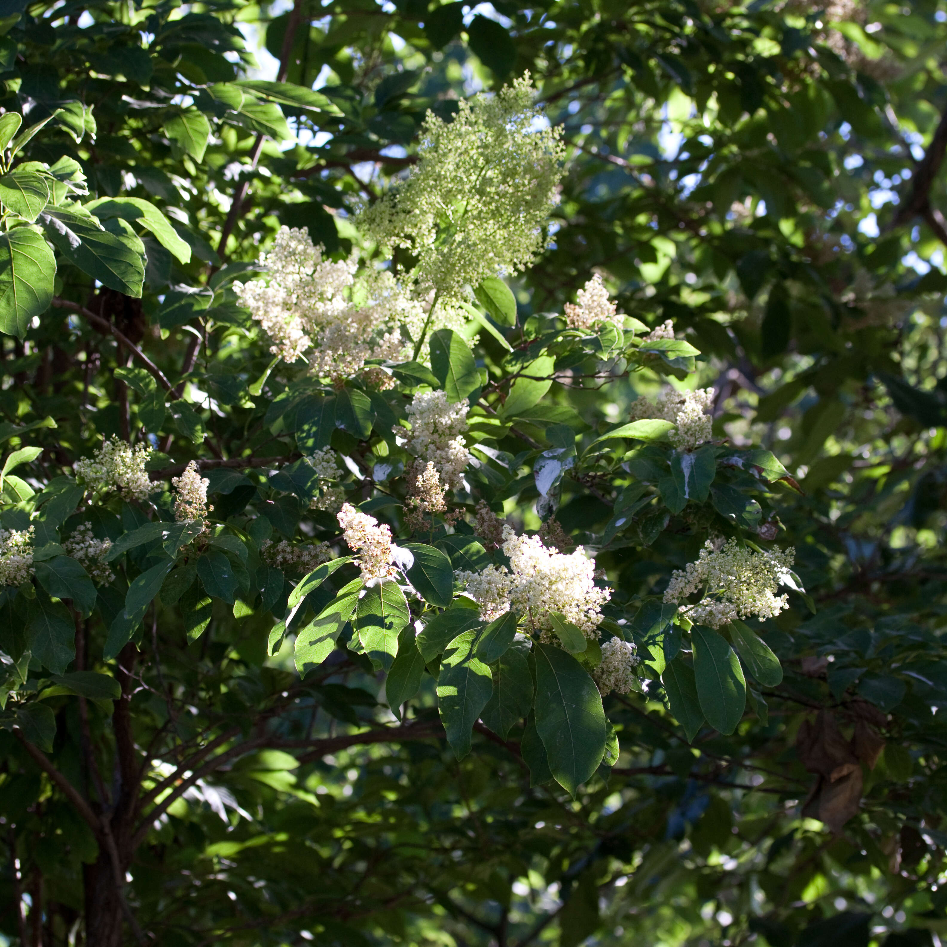 Plancia ëd Ehretia acuminata (DC.) R. Br.