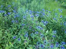 Image of perennial cornflower