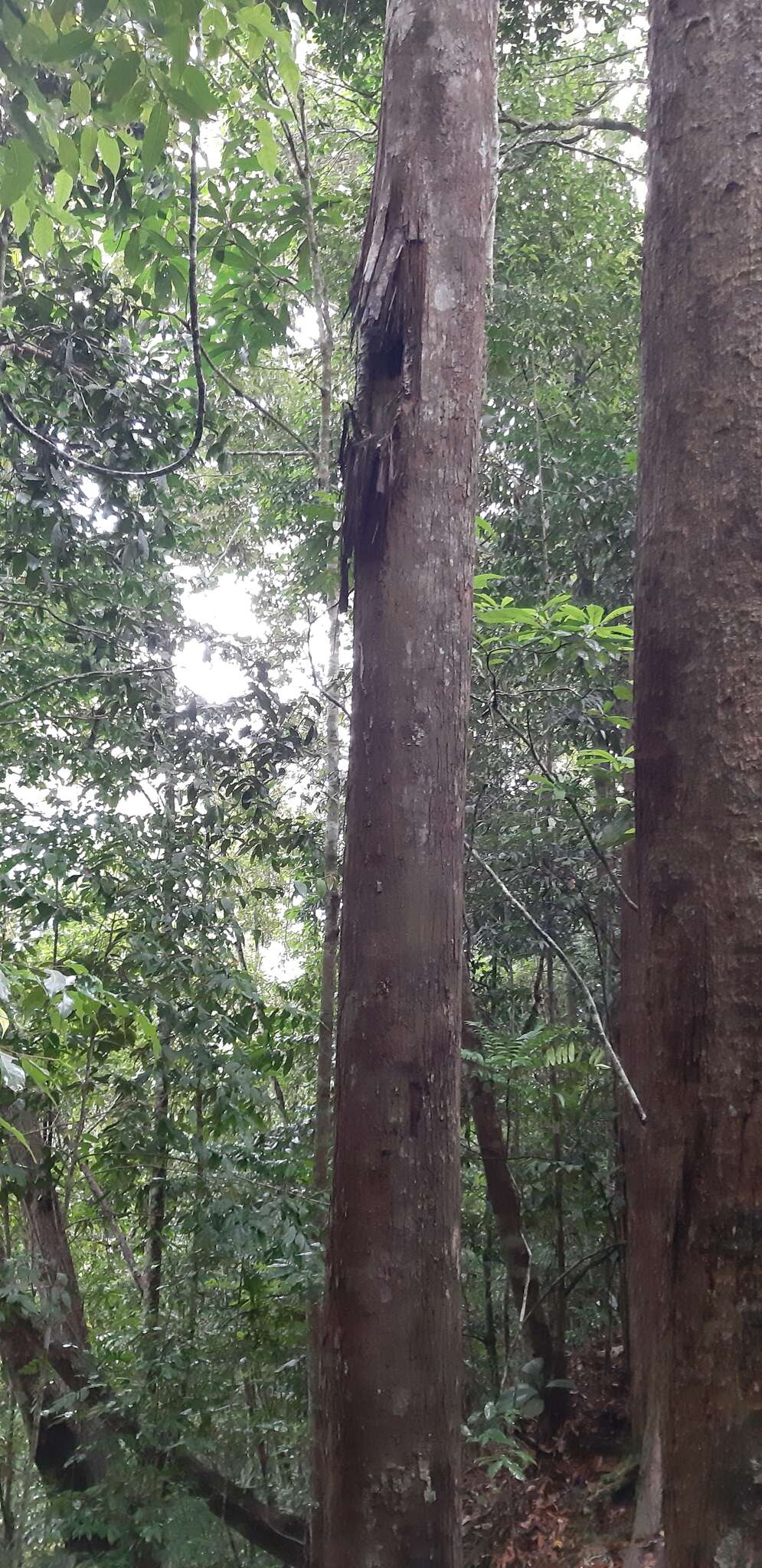 Image of Sun bear