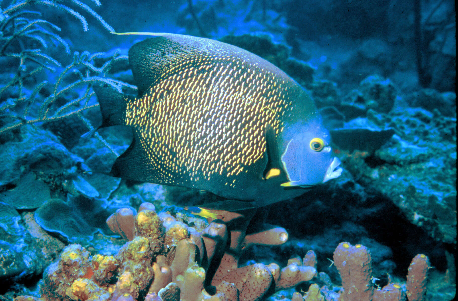 Image of Angelfish