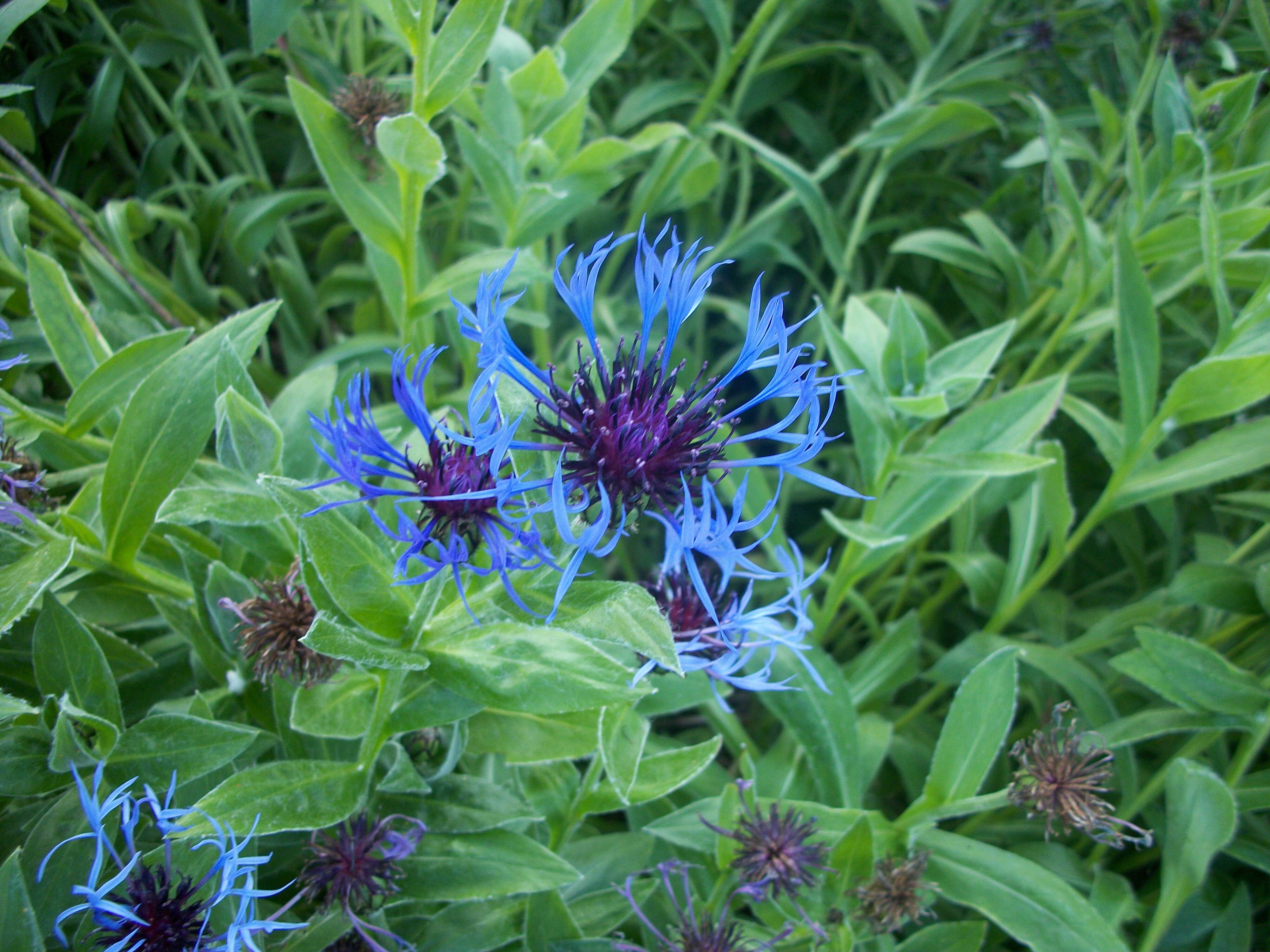 Image of perennial cornflower