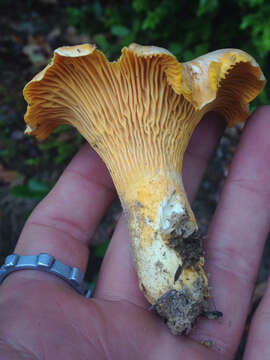 Image of Cantharellus formosus Corner 1966