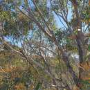 Image of Eucalyptus blaxlandii Maiden & Cambage