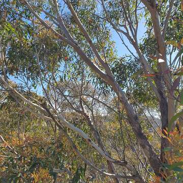 Image of Eucalyptus blaxlandii Maiden & Cambage