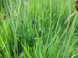 Image of Ribwort Plantain