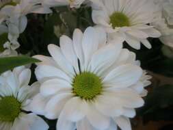 Image of florist's daisy