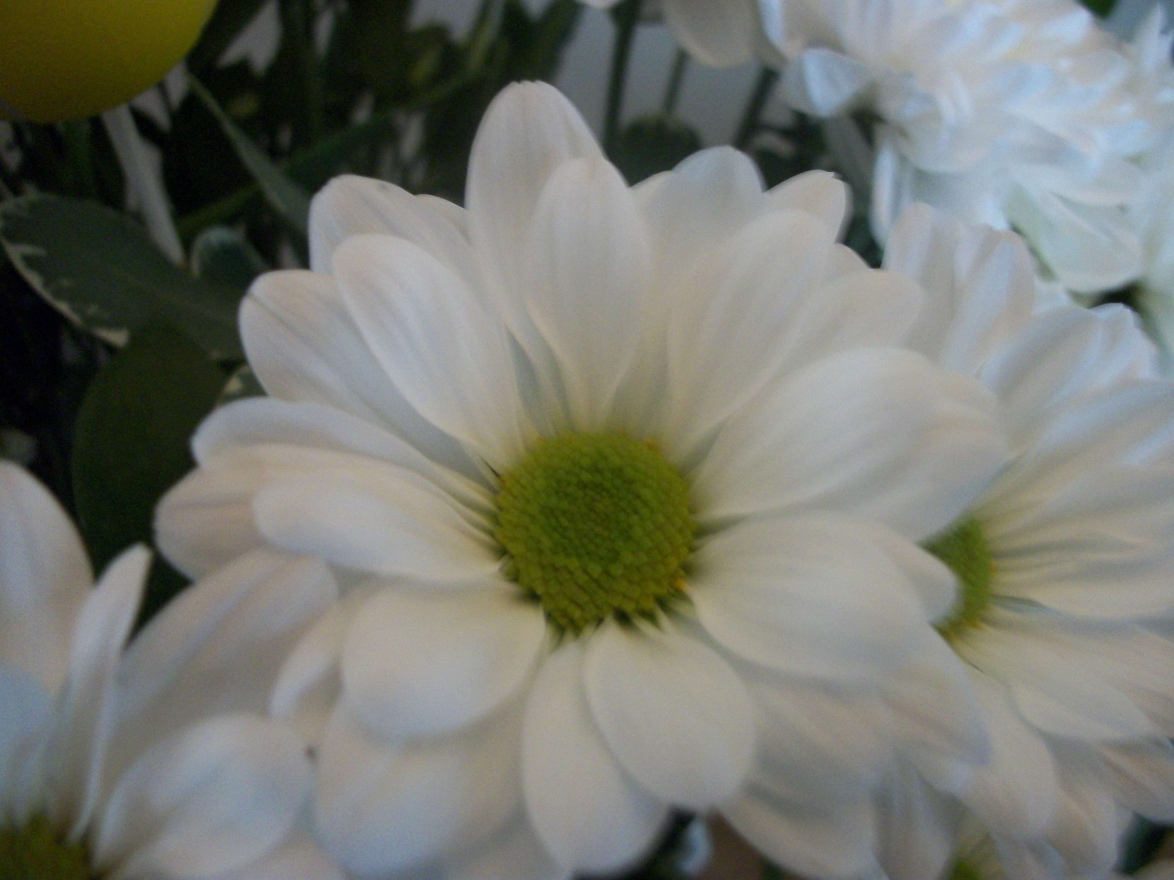 Image of florist's daisy