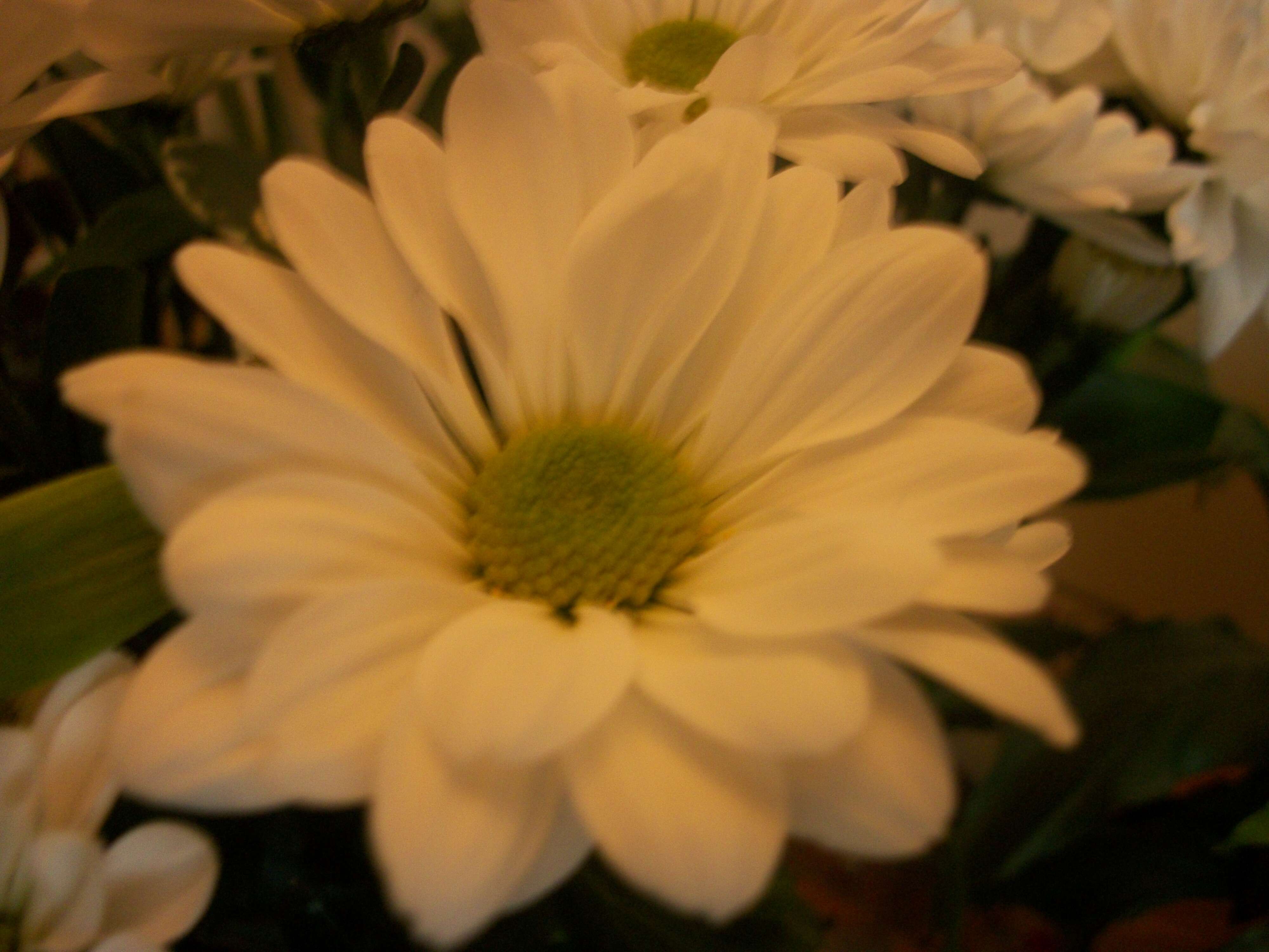 Image of florist's daisy