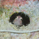 Image of Segmented blenny