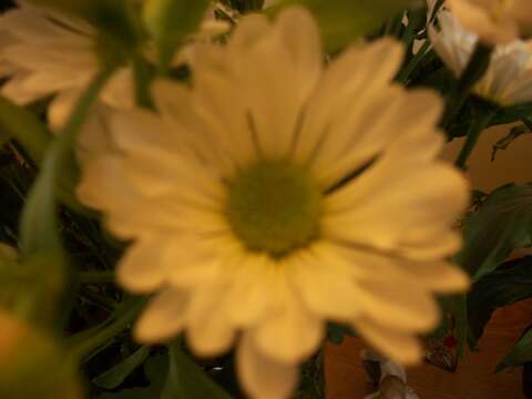 Image of florist's daisy