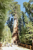 Image of giant sequoia