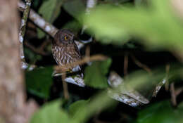 صورة Ninox philippensis Bonaparte 1855