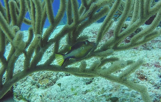 Image of Caribbean Sharpnose-puffer