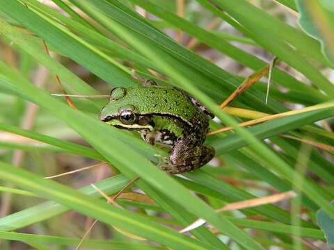 Image de Petite grenouille verte