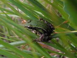 Image de Petite grenouille verte