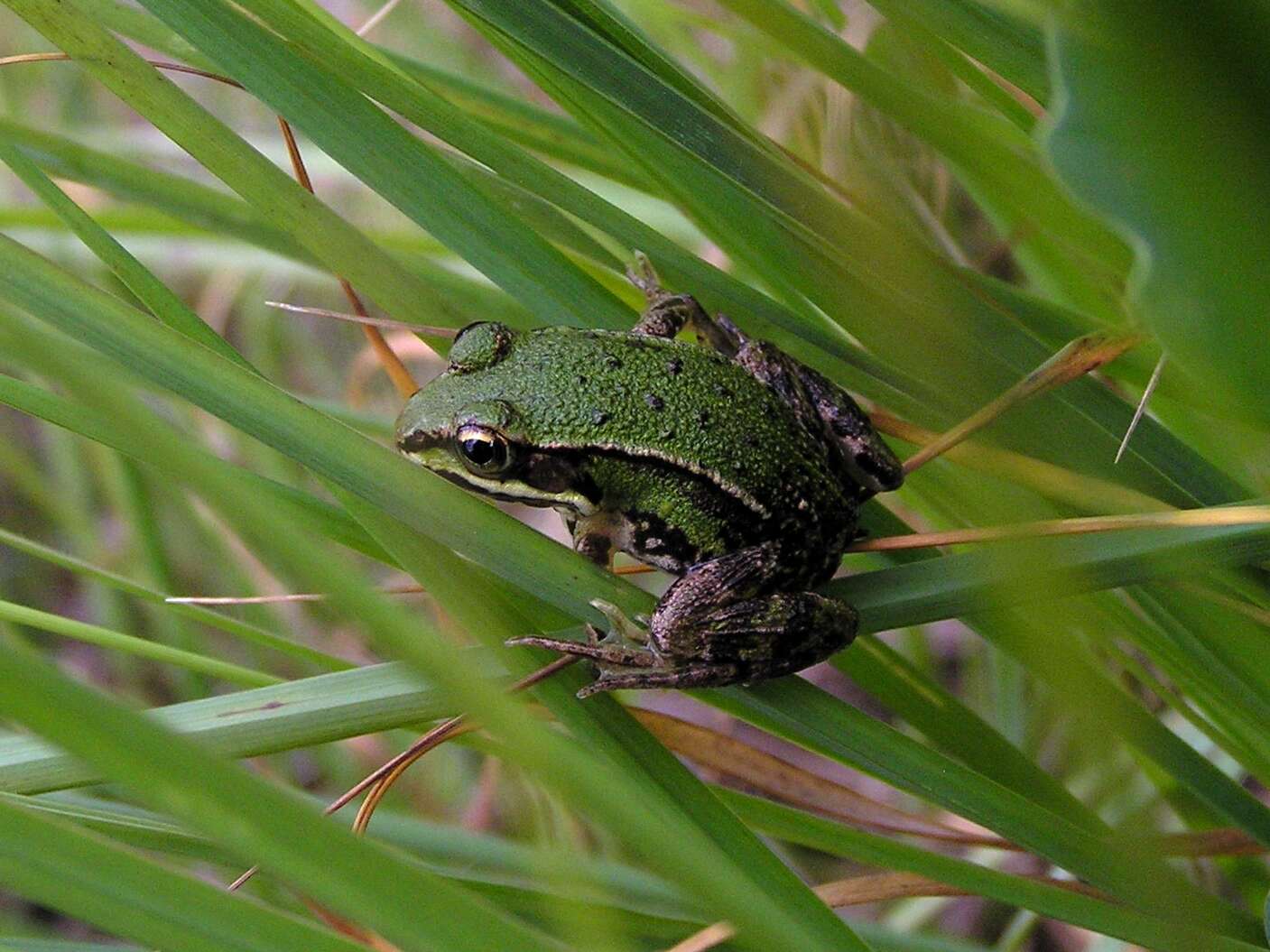 Image de Petite grenouille verte