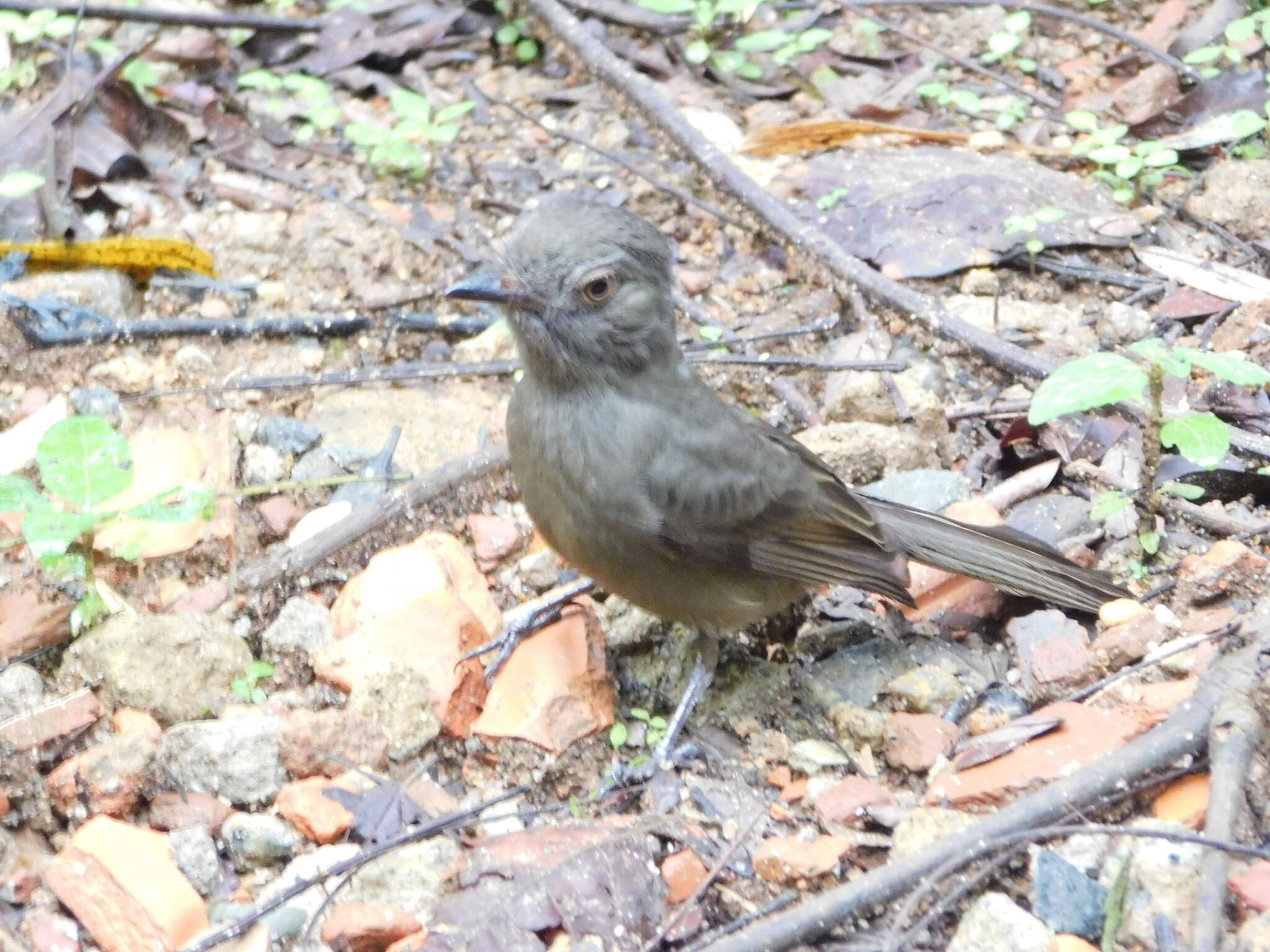 Image of Grayish Mourner