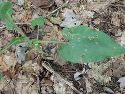 Image of wavyleaf aster