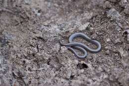 Image of Striated Worm-lizard