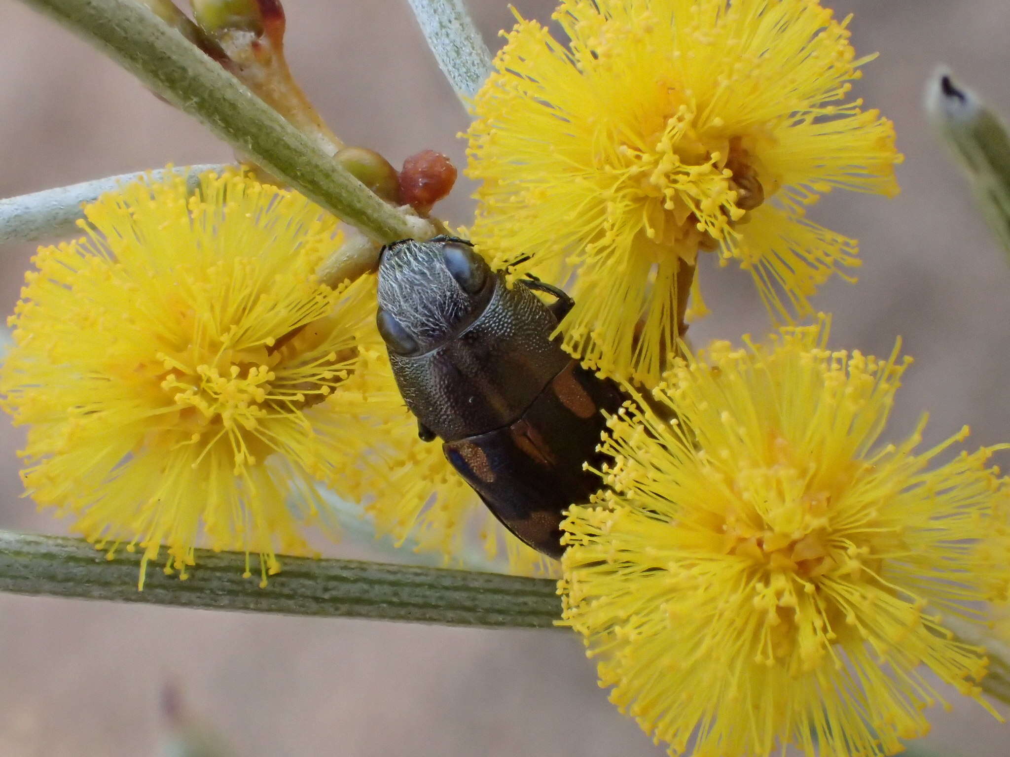 Image of Melobasis nobilitata Thomson 1879