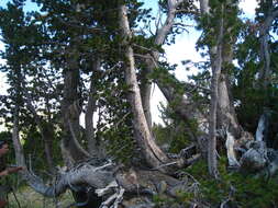 Image of whitebark pine