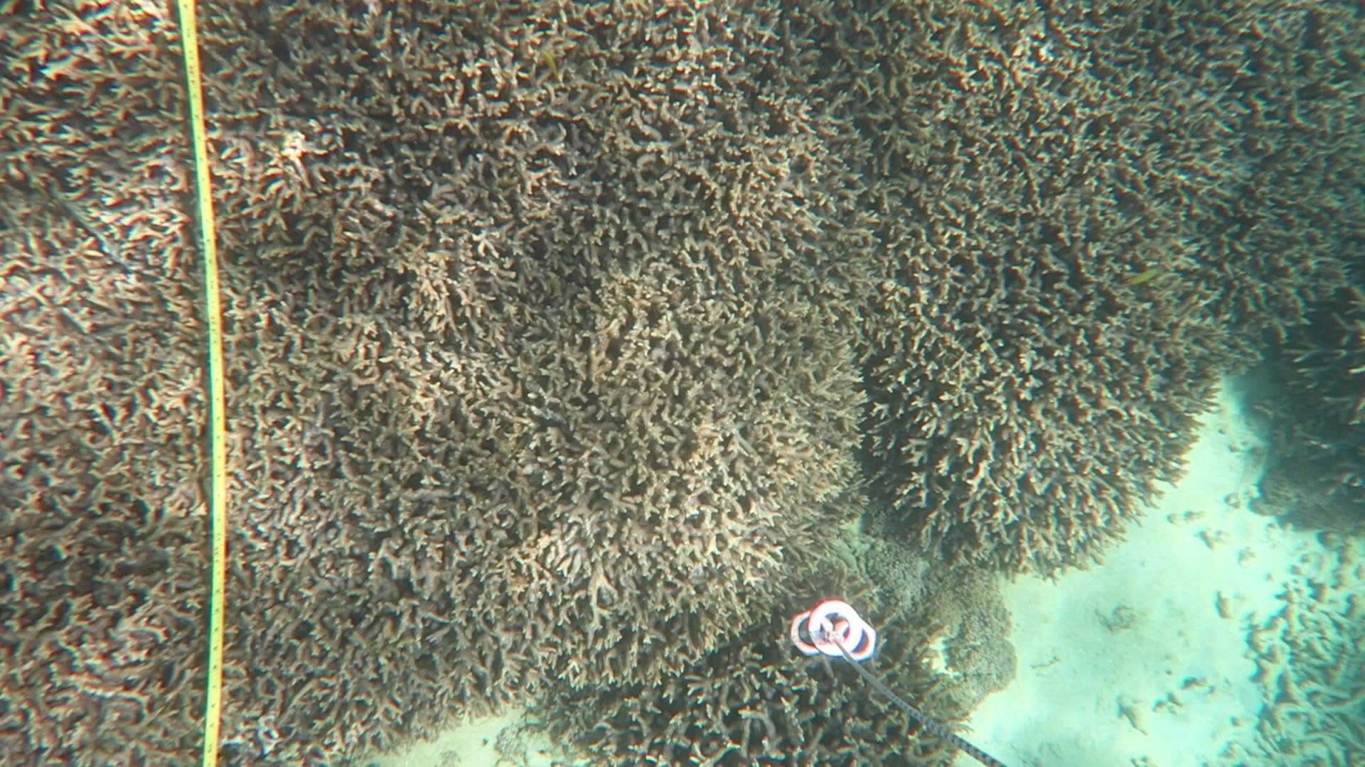 Image of spine coral