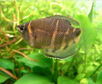 Image of Chocolate gourami