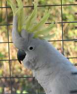 Image of Sulphur-crested Cockatoo