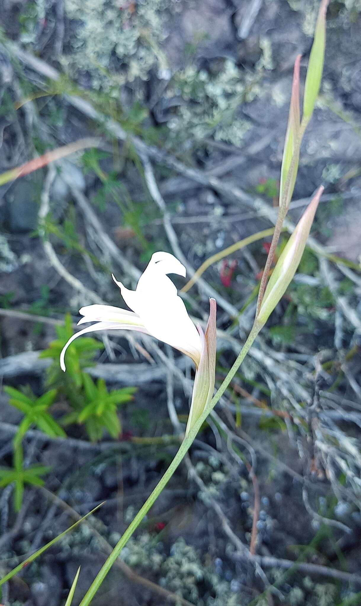 Image of Gladiolus involutus D. Delaroche