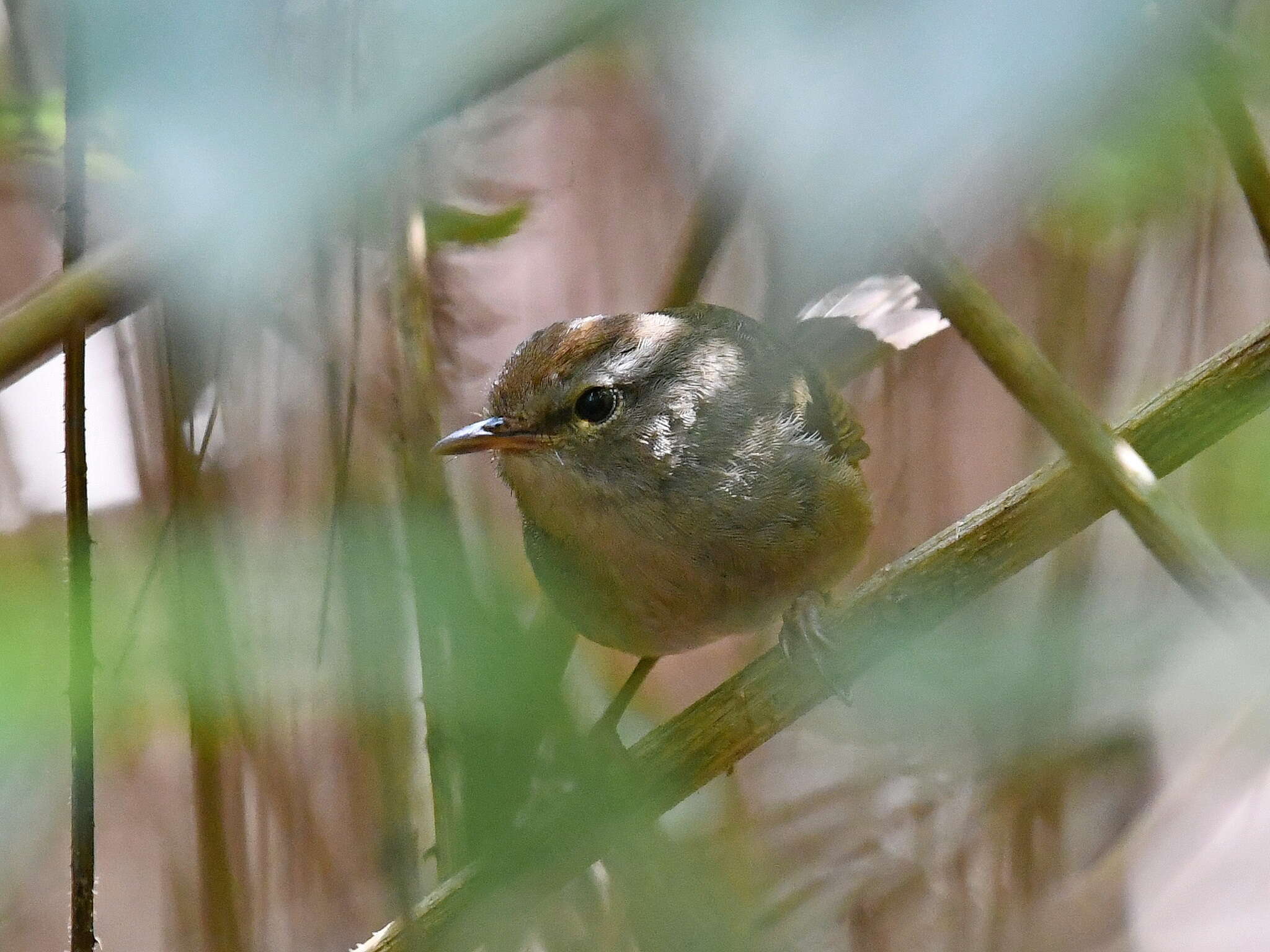 Image of Philippine Bush Warbler