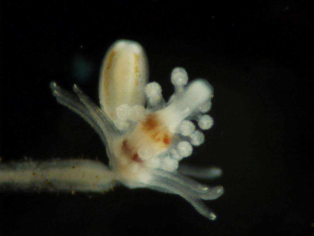 Image of Feather hydroid