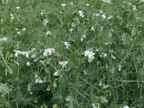 Image of Pisum sativum var. macrocarpum