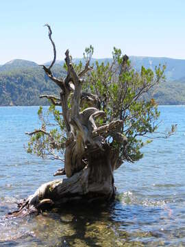 Image of Myrceugenia exsucca (A. P. de Candolle) Berg