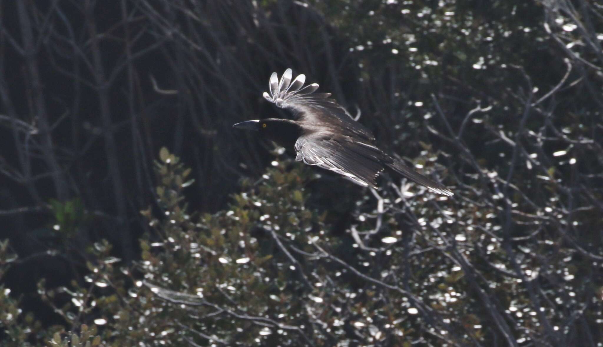 Image of Black Currawong