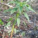 Imagem de Amaranthus australis (A. Gray) Sauer