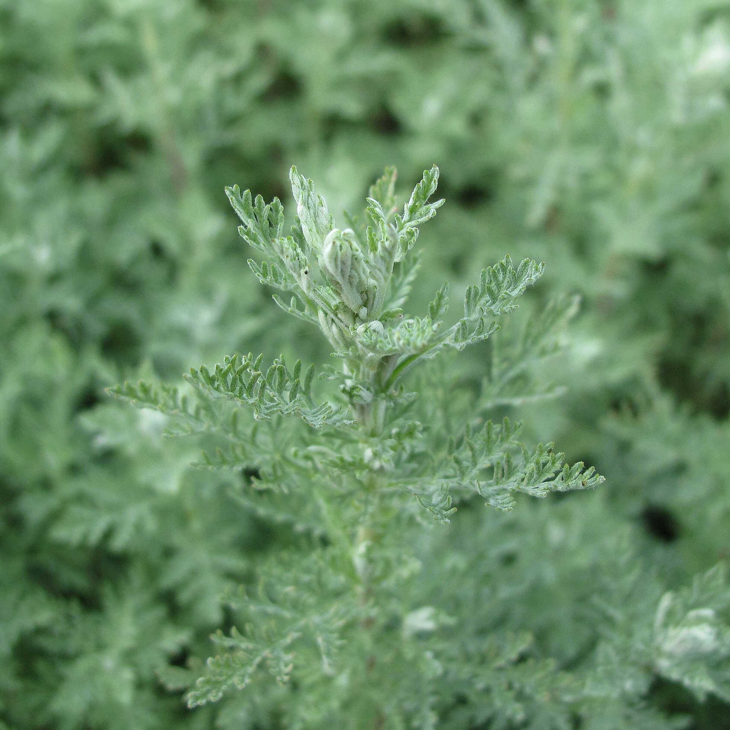 Image of Roman wormwood