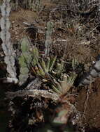 Image of Gasteria obliqua (Aiton) Duval