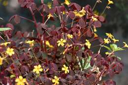 Sivun Oxalis spiralis subsp. spiralis kuva