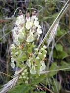 Слика од Teucrium scorodonia L.